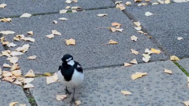 Bir saksağan yaprak kaplı kaldırımda yürüyor