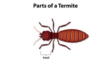 Termit vücut parçalarının detaylı bozulması