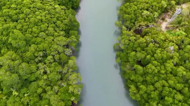 Drone, Port Douglas, Queensland 'da yumuşak doğal ışık altında dingin bir nehri çevreleyen canlı yeşil mangrovları yakalıyor.