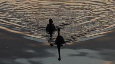 Siyah kuğular cygnetleriyle yüzüyor.