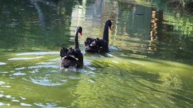 İki siyah kuğu gölette birlikte yüzüyor.