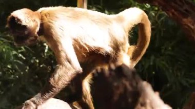 Maymun hayvanat bahçesini keşfediyor ve dinleniyor.