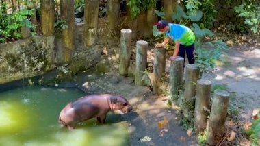 Chonburi, Tayland 'da su aygırı ve hayvan bakıcısı etkileşimi