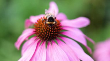 Bumblebee, Cardiff 'te mor bir kabuğu döllüyor.