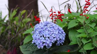 Ortanca ve kırmızı çiçekler usulca sallanıyor.