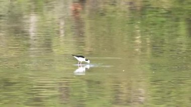 Siyah kanatlı bir stil Yeni Zelanda 'nın Akaroa kentindeki sakin sularda, yumuşak doğal ışık altında, huzur verici ve yansıtıcı bir sahne yaratıyor.