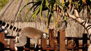 Lemur ahşap yapının üzerinde zıplıyor ve dinleniyor