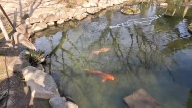 Koi balığı huzurlu bir gölette yüzüyor.