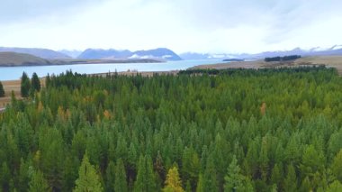 İnsansız hava aracı görüntülerinde arka planda Tekapo Gölü olan gür bir çam ormanı görülüyor. Bulutlu aydınlatma huzur ve doğal manzarayı güçlendirir.