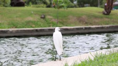 Beyaz balıkçıl bir göletin kenarında duruyor..