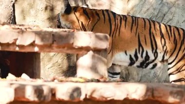 Kaplan Tayland 'daki yaşam alanından geçiyor.