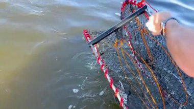 Sudan yengeç tuzağı çıkarıyorum.