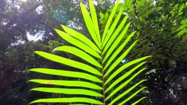 Yağmur ormanı ortamında canlı palmiye yaprakları. Güneş ışığı dinamik desenler yaratıyor ve yemyeşil alanları parlaklaştırıyor.