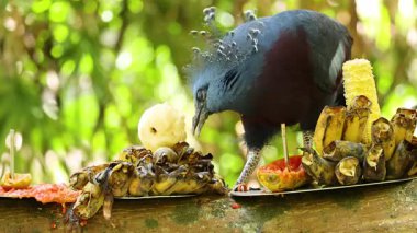 Güvercin, Khao Kheow Hayvanat Bahçesi 'nde meyve yiyor.