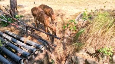 Tahta bir köprüde Nyala antilopları geziniyor