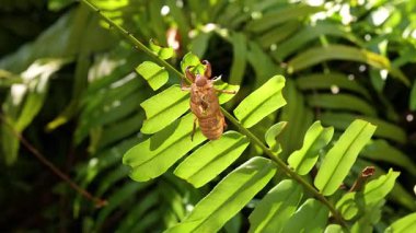 Bir ağustos böceği kabuğu canlı yeşil bir yaprağın üzerinde duruyor. Bir parmak yavaşça yaklaşırken, güneşli bir bahçe ortamında geçiyor.