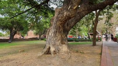 Tarihi Ayutthaya parkında büyük bir ağaç