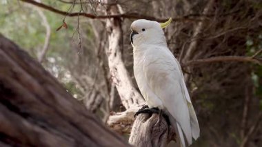 Ağaç dalına konmuş bir papağan.