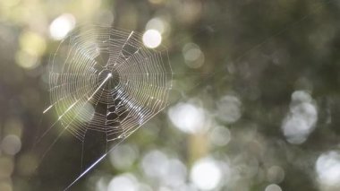 Örümcek ağı ormandaki su damlalarıyla parıldıyor