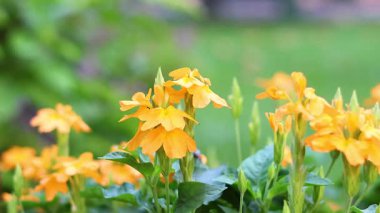 Bahçede açan çeşitli çiçekler.