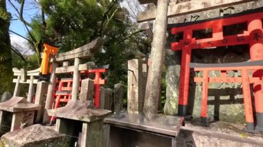 Geleneksel Japon torii kapılarından sakin bir yürüyüş