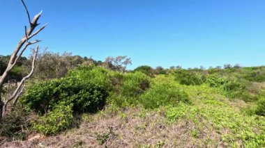 Yeşillik ve açık gökyüzünün panoramik görüntüsü