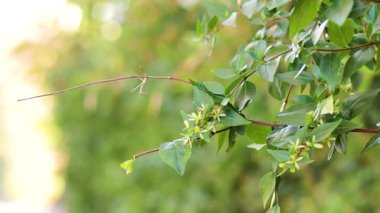 Peygamber devesi yapraklı bir dalda kamufle oldu.
