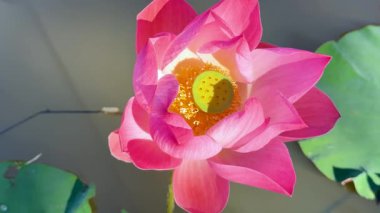 Dingin gölette canlı nilüfer çiçeği ayarı