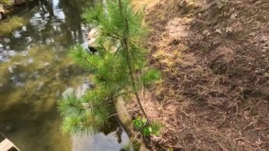 Sakin bir Japon bahçe göletinin üzerinde yavaş bir tava