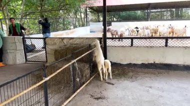 Hayvanat bahçesinde koyun keşfi ve etkileşimi