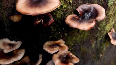 Yosunlu bir ağaç gövdesiüzerinde büyüyen mantarlar