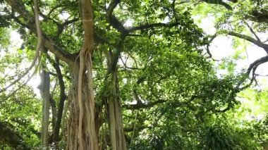 Sarmaş dolaş bir ağaca bakıyorum.