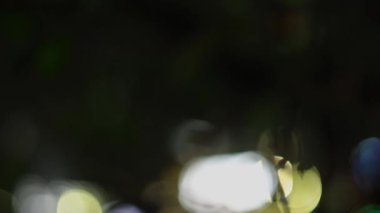 Bokeh ışıkları yapraklı dalların arkasında parıldıyor