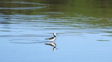 Siyah kanatlı bir stil, Yeni Zelanda, Akaroa 'daki sakin sularda, parlak doğal ışık altında, huzur veren yansımalar oluşturarak zarifçe hareket eder.