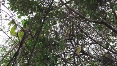 Ağaç dallarında dinlenen çok sayıda kuş