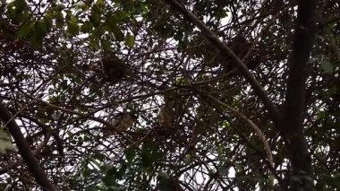 Ağaç dallarında kuş yuvası, Hanoi, Vietnam