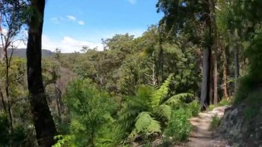 Yeşillik orman patikasında yürüyen yürüyüşçüler