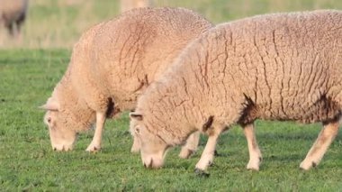 Koyunlar yemyeşil çimlerde huzur içinde otluyor.