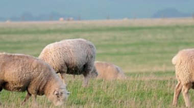 Koyunlar yeşil bir alanda huzur içinde otluyor.