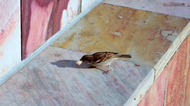 Serçeler bir çıkıntıdaki yiyecekleri gagalar