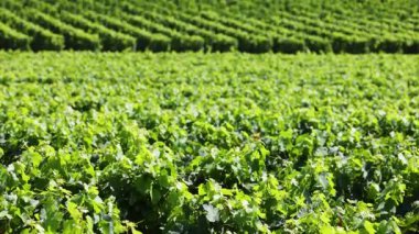 Bordeaux, Fransa 'da yemyeşil üzüm bağları