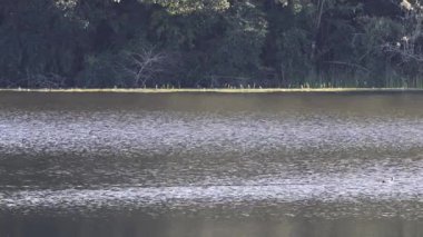 Uzak orman manzaralı sakin göl manzarası