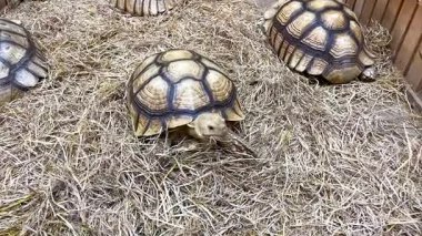 Kaplumbağalar saman dolu bir ağılda yavaşça hareket ediyorlar.