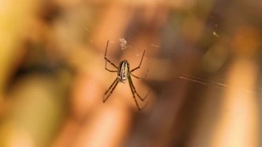 Altın Sahil Bahçesinde Örümcek ağı örüyor