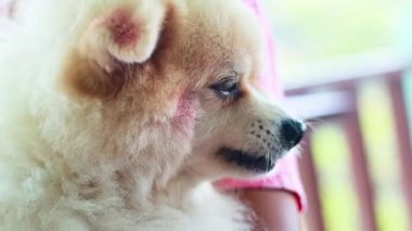 Yumuşak ışıklandırmalı bir balkonda tüylü bir Pomeranya, sıcak ve huzurlu bir atmosfer yaratıyor.