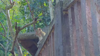 Chonburi hayvanat bahçesindeki yapıya tünemiş bir maymun.