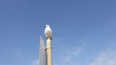 Mavi gökyüzüne karşı duran martı.