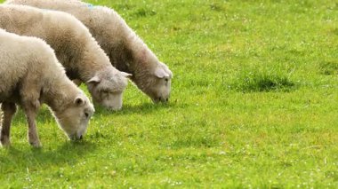 Devon Closewool koyunları, Yeni Zelanda, Wanaka 'da gün ışığında yemyeşil çimlerde huzur içinde otlar.