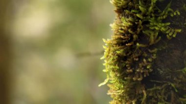 Yağmur ormanlarındaki ağaçta yosun var.