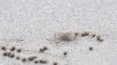 Kumsalda hayalet bir yengeç dolaşıyor.